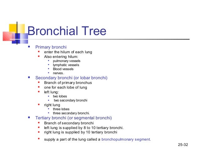 What is the function of the bronchi?
