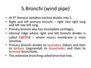 5.Bronchi (wind pipe)
• At 5th thoracic vertebra trachea divides into 2.
• Right and left primary bronchi – right into right lung
and left into left lung.
• Primary bronchi also has incomplete cartilages.
• Internal ridge where right and left bronchi divides is
called carina – where mucus membrane is most
sensitive.
• Primary bronchi divides to secondary (lobar) and then
to tertiary (segmental) to bronchioles and then to
terminal bronchioles.
• This extensive branching called bronchial tree.
 
