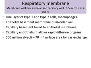 Respiratory membrane
Membrane wall b/w alveolar and capillary wall, 0.5 micron as 4
layers.
• One layer of type 1 and type 2 cells, macrophages.
• Epithelial basement membrane of alveolar wall.
• Capillary basement fused to epithelial membrane.
• Capillary endothelium allows rapid diffusion of gases.
• 300 million alveoli – 70 m2 surface area for gas exchange.
 