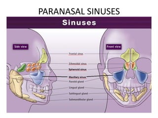 PARANASAL SINUSES
 