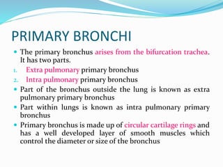 PRIMARY BRONCHI
 The primary bronchus arises from the bifurcation trachea.
It has two parts.
1. Extra pulmonary primary bronchus
2. Intra pulmonary primary bronchus
 Part of the bronchus outside the lung is known as extra
pulmonary primary bronchus
 Part within lungs is known as intra pulmonary primary
bronchus
 Primary bronchus is made up of circular cartilage rings and
has a well developed layer of smooth muscles which
control the diameter or size of the bronchus
 