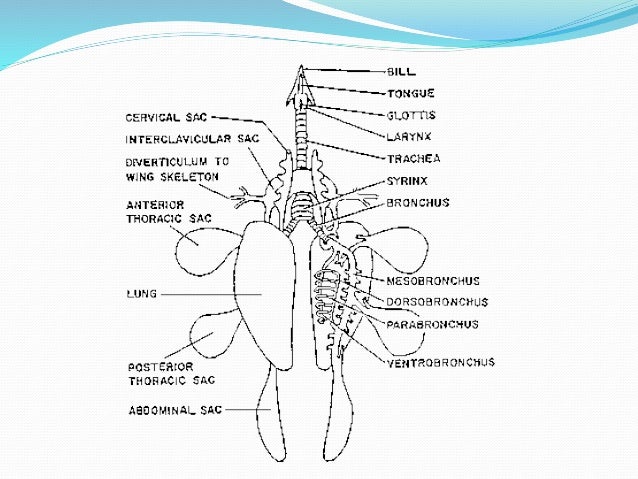Respiratory system of poultry