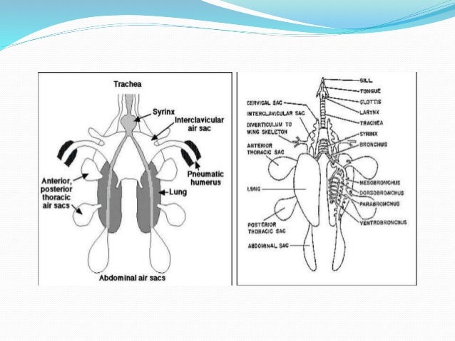 Respiratory system of poultry