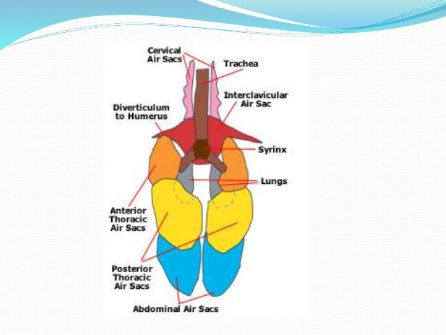 Respiratory system of poultry