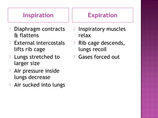 Inspiration Expiration
 Diaphragm contracts
& flattens
 External intercostals
lifts rib cage
 Lungs stretched to
larger size
 Air pressure inside
lungs decrease
 Air sucked into lungs
 Inspiratory muscles
relax
 Rib cage descends,
lungs recoil
 Gases forced out
 