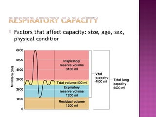  Factors that affect capacity: size, age, sex,
physical condition
 
