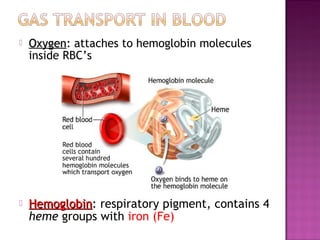  OxygenOxygen: attaches to hemoglobin molecules
inside RBC’s
 HemoglobinHemoglobin: respiratory pigment, contains 4
heme groups with iron (Fe)
 