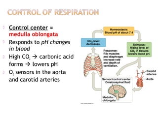  Control center =
medulla oblongata
 Responds to pH changes
in blood
 High CO2  carbonic acid
forms  lowers pH
 O2 sensors in the aorta
and carotid arteries
 