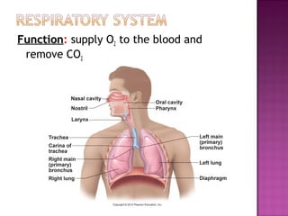 FunctionFunction: supply O2 to the blood and
remove CO2
 
