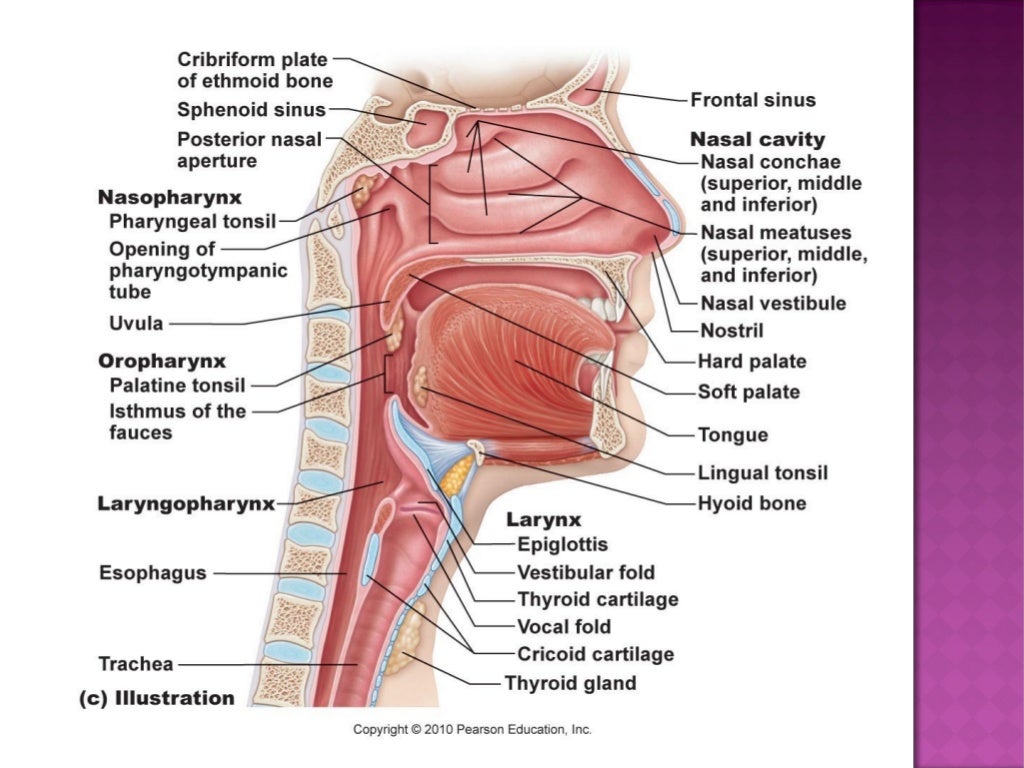 physiology respiratory Respiratory physiology search: exam, viva 2005-2, acid base changes 2005-2 2017-1-d, airway resistance 2017-1-d 2013-1, airway resistance 2013-1. physiology respiratory Respiratory physiology search: exam, viva 2005-2, acid base changes 2005-2 2017-1-d, airway resistance 2017-1-d 2013-1, airway resistance 2013-1.