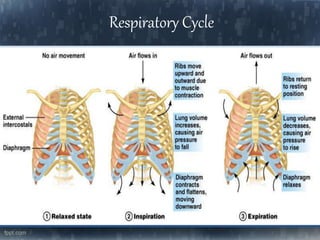 Respiratory Cycle
 