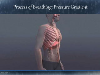 Process of Breathing: Pressure Gradient
 