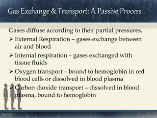Gas Exchange & Transport: A Passive Process
Gases diffuse according to their partial pressures.
 External Respiration – gases exchange between
air and blood
 Internal respiration – gases exchanged with
tissue fluids
 Oxygen transport – bound to hemoglobin in red
blood cells or dissolved in blood plasma
 Carbon dioxide transport – dissolved in blood
plasma, bound to hemoglobin
 