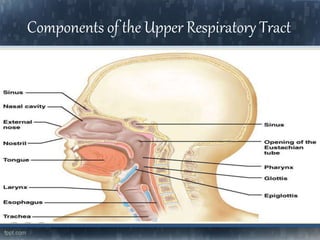 Components of the Upper Respiratory Tract
 
