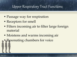 Upper Respiratory Tract Functions
• Passage way for respiration
• Receptors for smell
• Filters incoming air to filter large foreign
material
• Moistens and warms incoming air
• Resonating chambers for voice
 