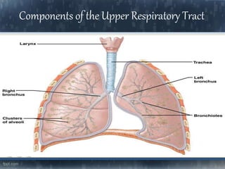 Components of the Upper Respiratory Tract
 