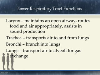 Lower Respiratory Tract Functions
Larynx – maintains an open airway, routes
food and air appropriately, assists in
sound production
Trachea – transports air to and from lungs
Bronchi – branch into lungs
Lungs – transport air to alveoli for gas
exchange
 