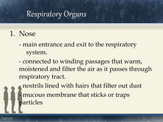 Respiratory Organs
1. Nose
- main entrance and exit to the respiratory
system.
- connected to winding passages that warm,
moistened and filter the air as it passes through
respiratory tract.
- nostrils lined with hairs that filter out dust
- mucous membrane that sticks or traps
particles
 