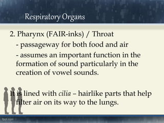 2. Pharynx (FAIR-inks) / Throat
- passageway for both food and air
- assumes an important function in the
formation of sound particularly in the
creation of vowel sounds.
It is lined with cilia – hairlike parts that help
filter air on its way to the lungs.
Respiratory Organs
 