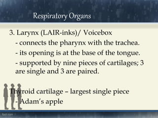 3. Larynx (LAIR-inks)/ Voicebox
- connects the pharynx with the trachea.
- its opening is at the base of the tongue.
- supported by nine pieces of cartilages; 3
are single and 3 are paired.
Thyroid cartilage – largest single piece
- Adam’s apple
Respiratory Organs
 