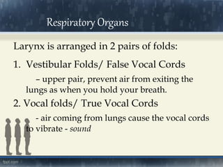 Larynx is arranged in 2 pairs of folds:
1. Vestibular Folds/ False Vocal Cords
– upper pair, prevent air from exiting the
lungs as when you hold your breath.
2. Vocal folds/ True Vocal Cords
- air coming from lungs cause the vocal cords
to vibrate - sound
Respiratory Organs
 
