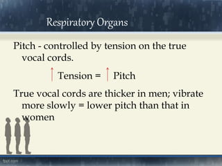 Pitch - controlled by tension on the true
vocal cords.
Tension = Pitch
True vocal cords are thicker in men; vibrate
more slowly = lower pitch than that in
women
Respiratory Organs
 