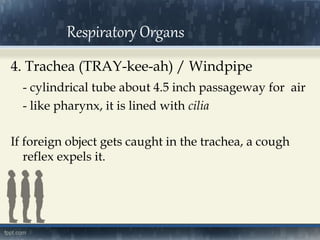 4. Trachea (TRAY-kee-ah) / Windpipe
- cylindrical tube about 4.5 inch passageway for air
- like pharynx, it is lined with cilia
If foreign object gets caught in the trachea, a cough
reflex expels it.
Respiratory Organs
 