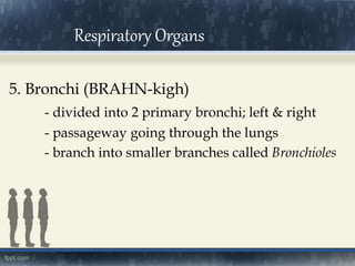 5. Bronchi (BRAHN-kigh)
- divided into 2 primary bronchi; left & right
- passageway going through the lungs
- branch into smaller branches called Bronchioles
Respiratory Organs
 