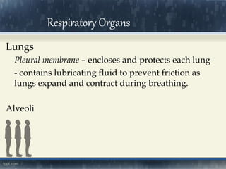 Lungs
Pleural membrane – encloses and protects each lung
- contains lubricating fluid to prevent friction as
lungs expand and contract during breathing.
Alveoli
Respiratory Organs
 