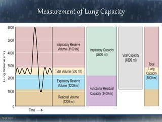 Measurement of Lung Capacity
 