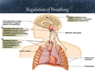 Regulation of Breathing
 