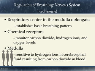 • Respiratory center in the medulla oblongata
- establishes basic breathing pattern
• Chemical receptors
- monitor carbon dioxide, hydrogen ions, and
oxygen levels
• Medulla
- sensitive to hydrogen ions in cerebrospinal
fluid resulting from carbon dioxide in blood
Regulation of Breathing: Nervous System
Involvement
 