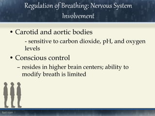 • Carotid and aortic bodies
- sensitive to carbon dioxide, pH, and oxygen
levels
• Conscious control
– resides in higher brain centers; ability to
modify breath is limited
Regulation of Breathing: Nervous System
Involvement
 
