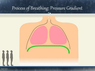 Process of Breathing: Pressure Gradient
 