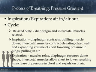 Process of Breathing: Pressure Gradient
• Inspiration/Expiration: air in/air out
• Cycle:
 Relaxed State – diaphragm and intercostal muscles
relaxed.
Inspiration – diaphragm contracts, pullling muscle
down, intercostal muscles contract elevating chest wall
and expanding volume of chest lowering pressure in
lungs, pulling in air
Expiration – muscles relax, diaphragm resumes dome
shape, intercostal muscles allow chest to lower resulting
in increase of pressure in chest and expulsion of air.
 