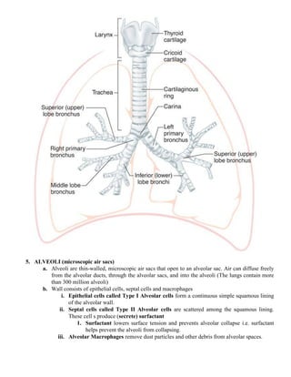 Respiratory system | PDF