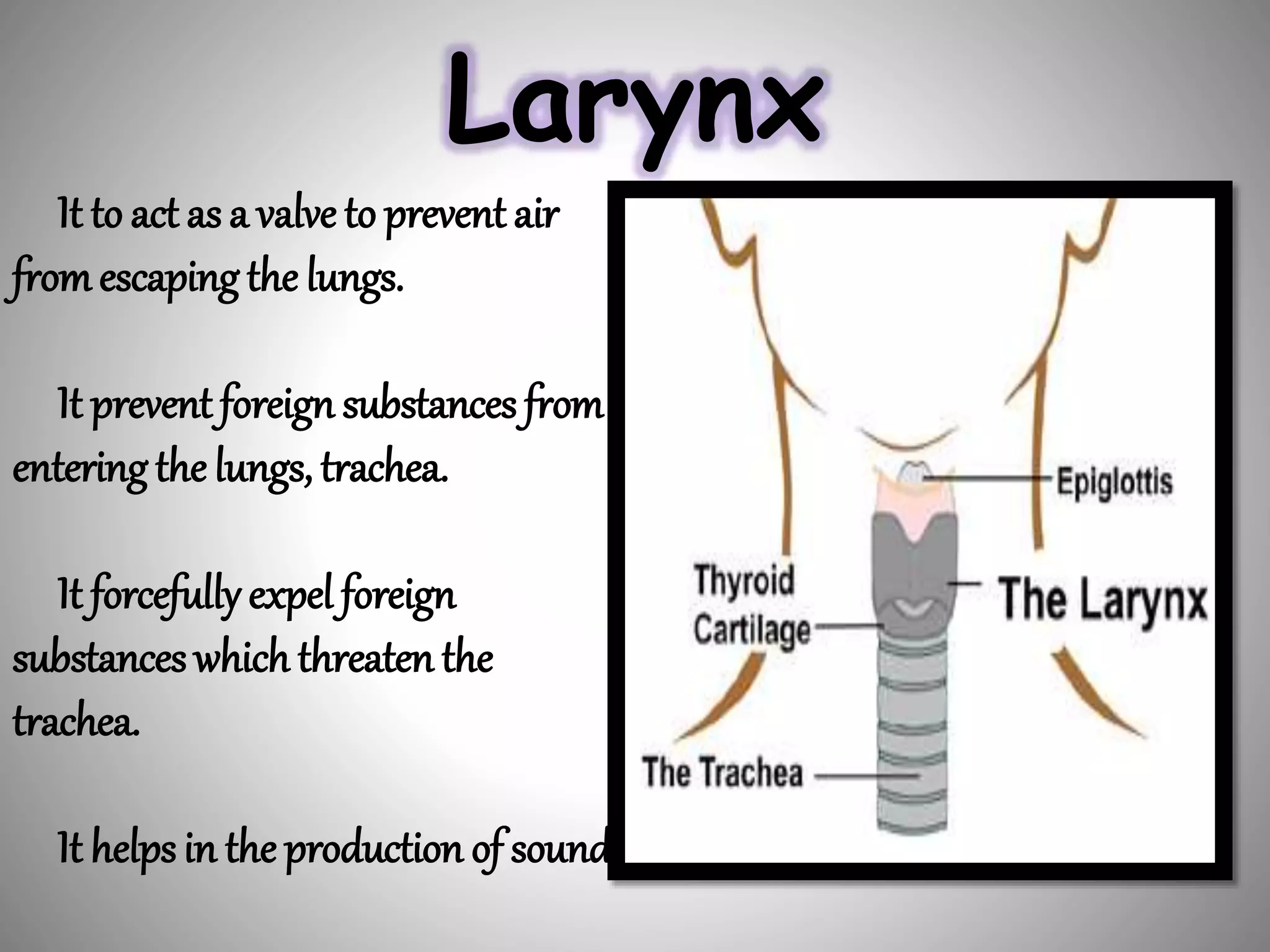 Larynx
It to act as a valve to prevent air
fromescapingthe lungs.
It prevent foreign substances from
enteringthe lungs, trachea.
It forcefully expel foreign
substanceswhich threaten the
trachea.
It helpsin the production of sound
 