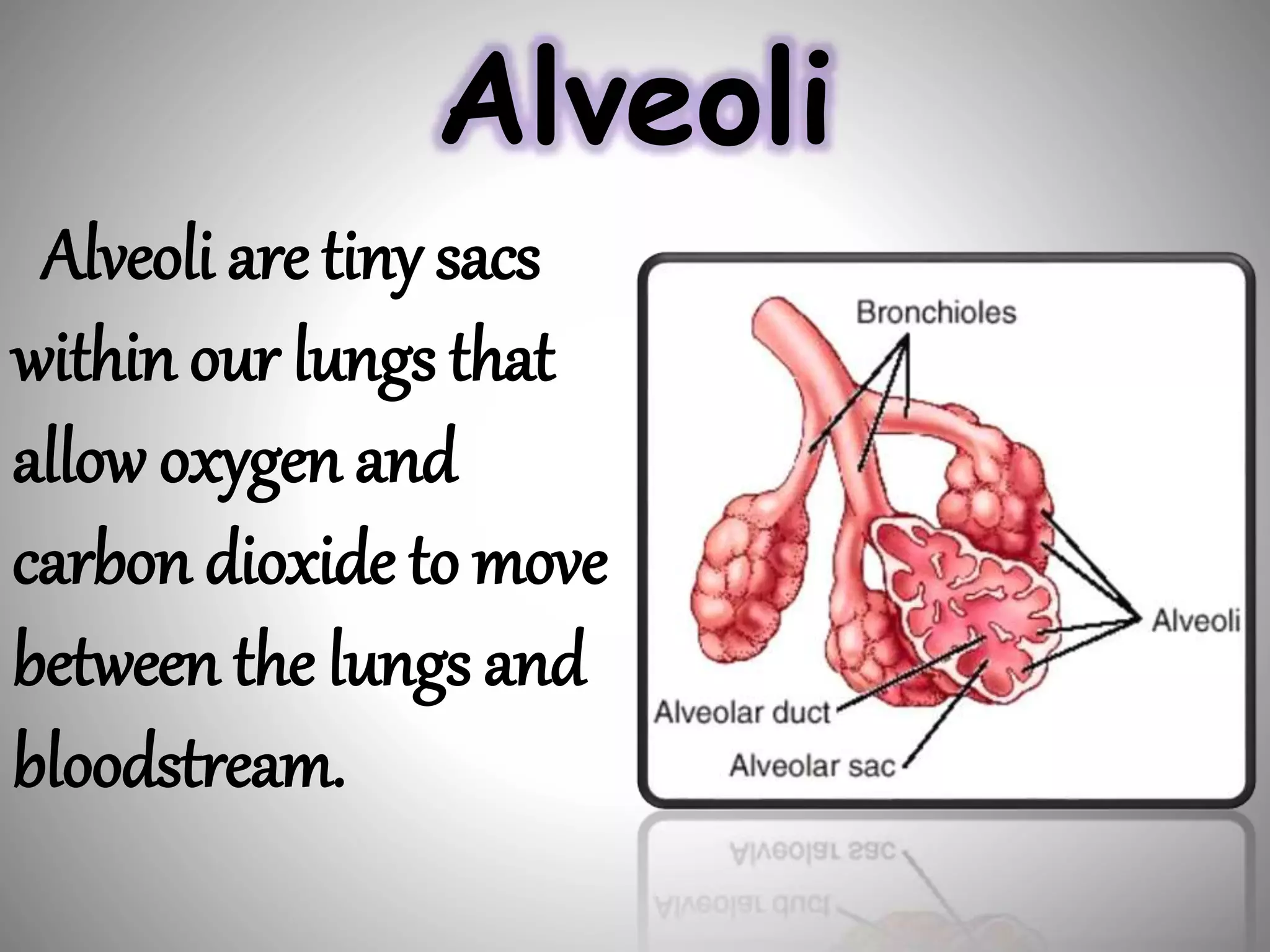 Alveoli
Alveoli are tiny sacs
within our lungs that
allow oxygen and
carbon dioxide to move
between the lungs and
bloodstream.
 
