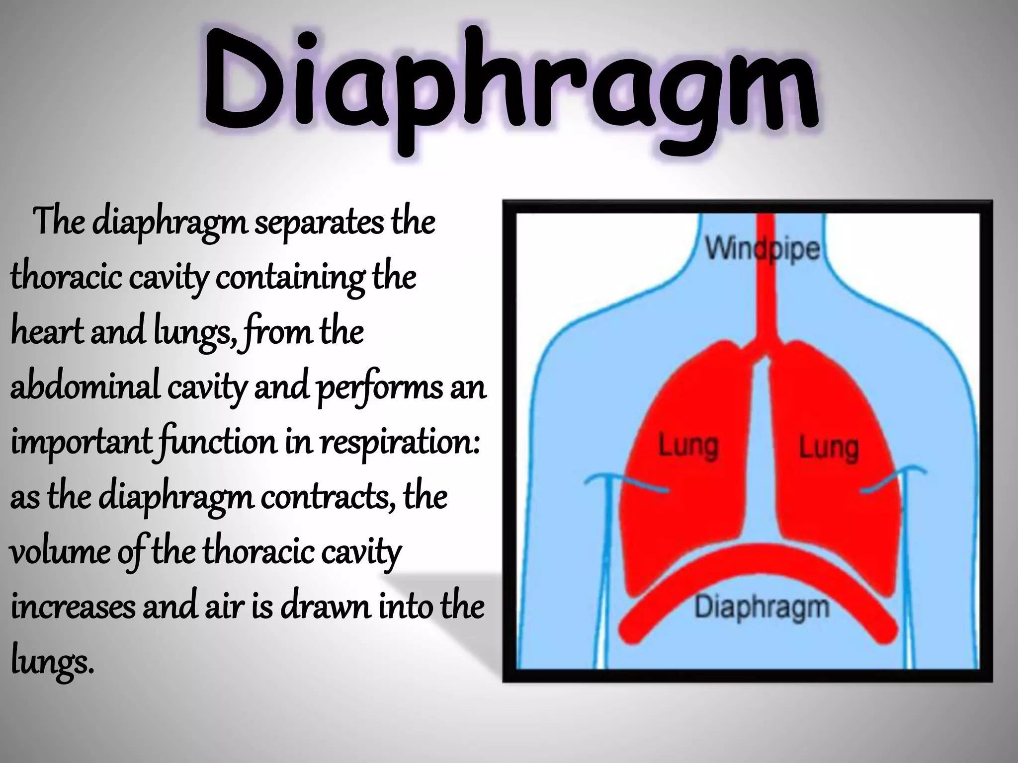 Diaphragm
The diaphragmseparates the
thoracic cavity containingthe
heart and lungs, fromthe
abdominal cavity and performs an
important function in respiration:
as the diaphragmcontracts, the
volume of the thoracic cavity
increases and air is drawn intothe
lungs.
 