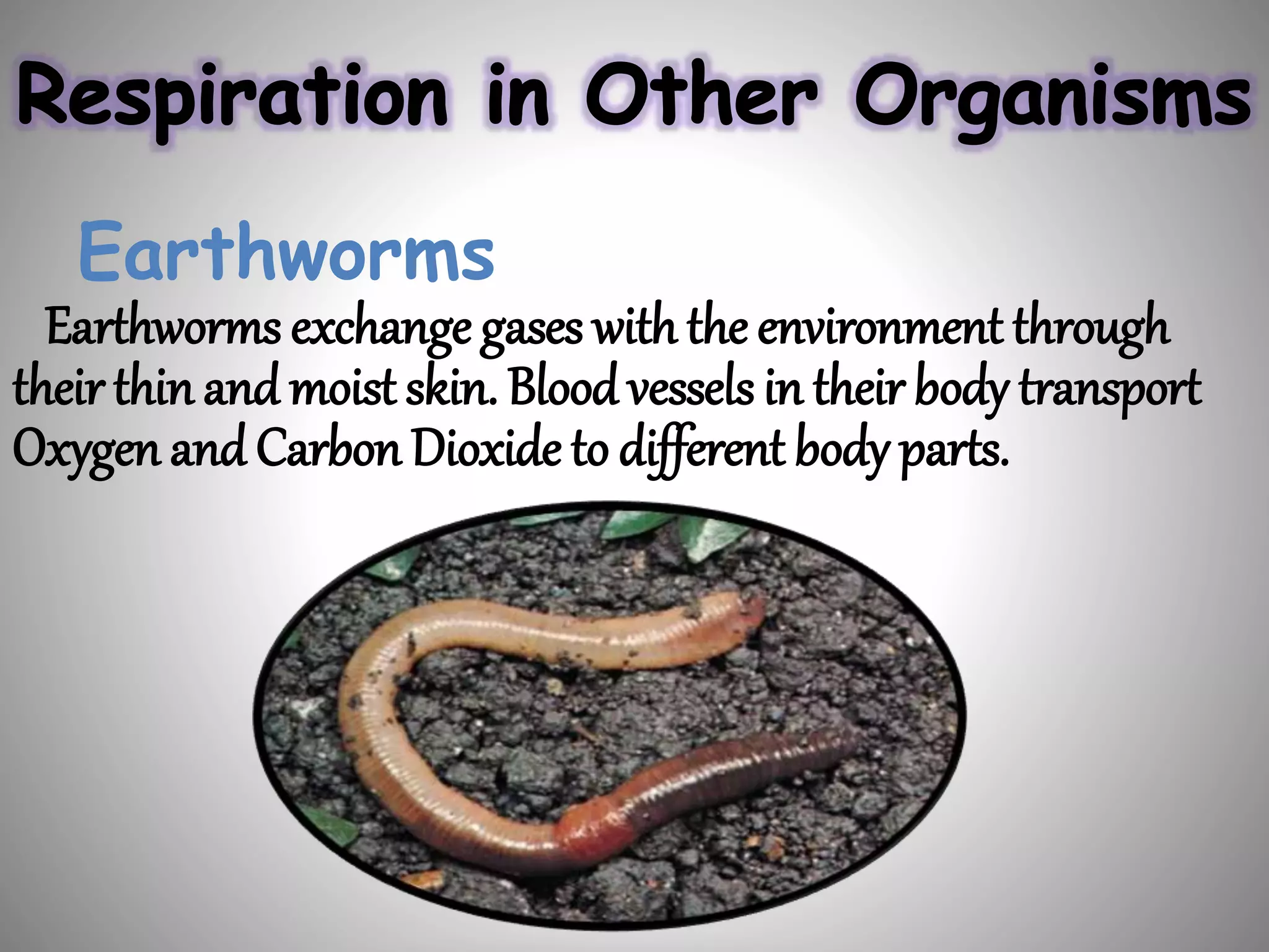 Earthworms
Earthworms exchange gases with the environment through
theirthinandmoist skin. Bloodvessels in their body transport
Oxygen andCarbon Dioxide to different body parts.
 