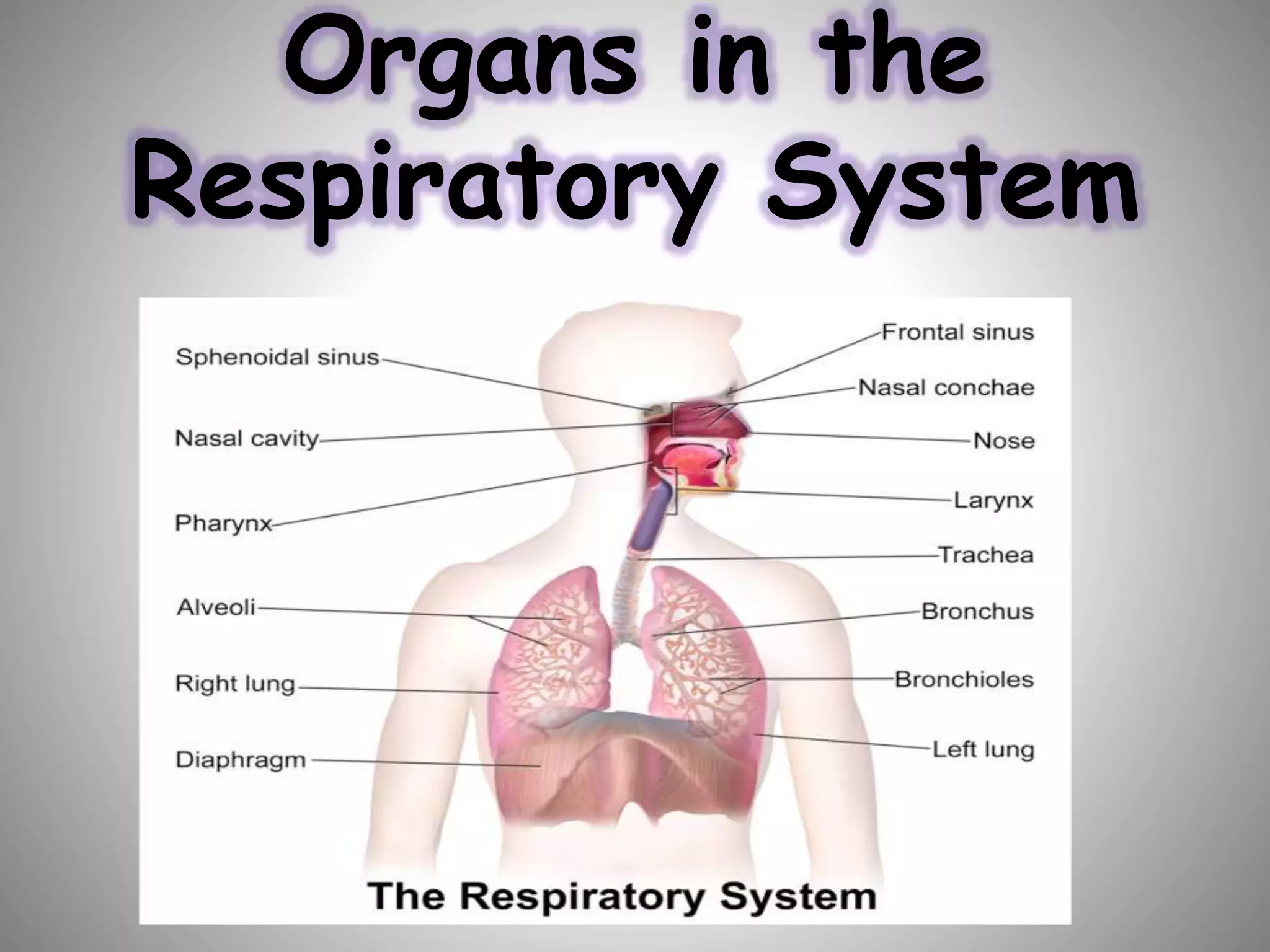 Organs in the
Respiratory System
 