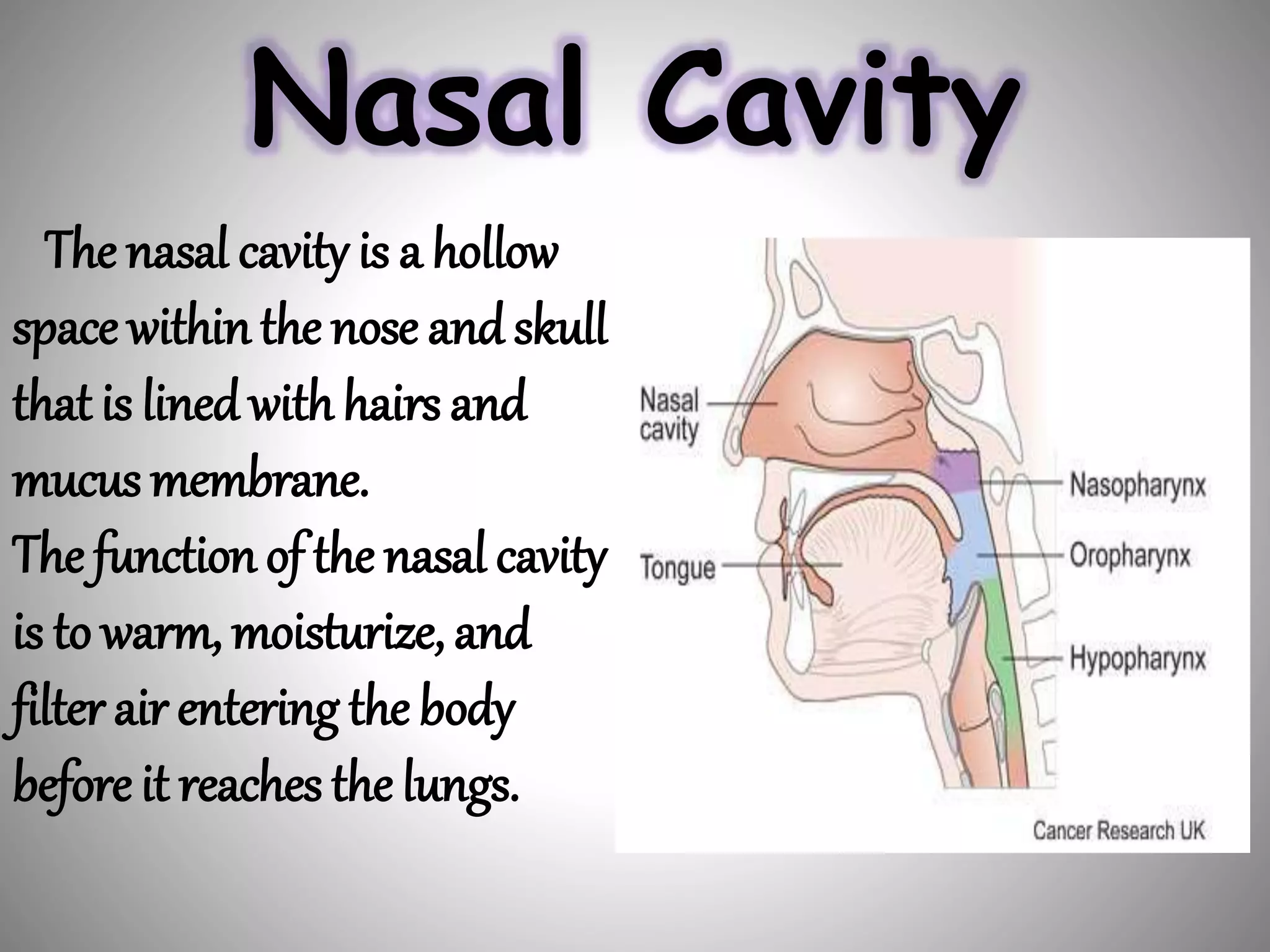 Nasal Cavity
The nasal cavity is a hollow
space withinthe nose andskull
that is linedwith hairs and
mucus membrane.
The function of the nasal cavity
is to warm, moisturize, and
filter air entering the body
before it reaches the lungs.
 