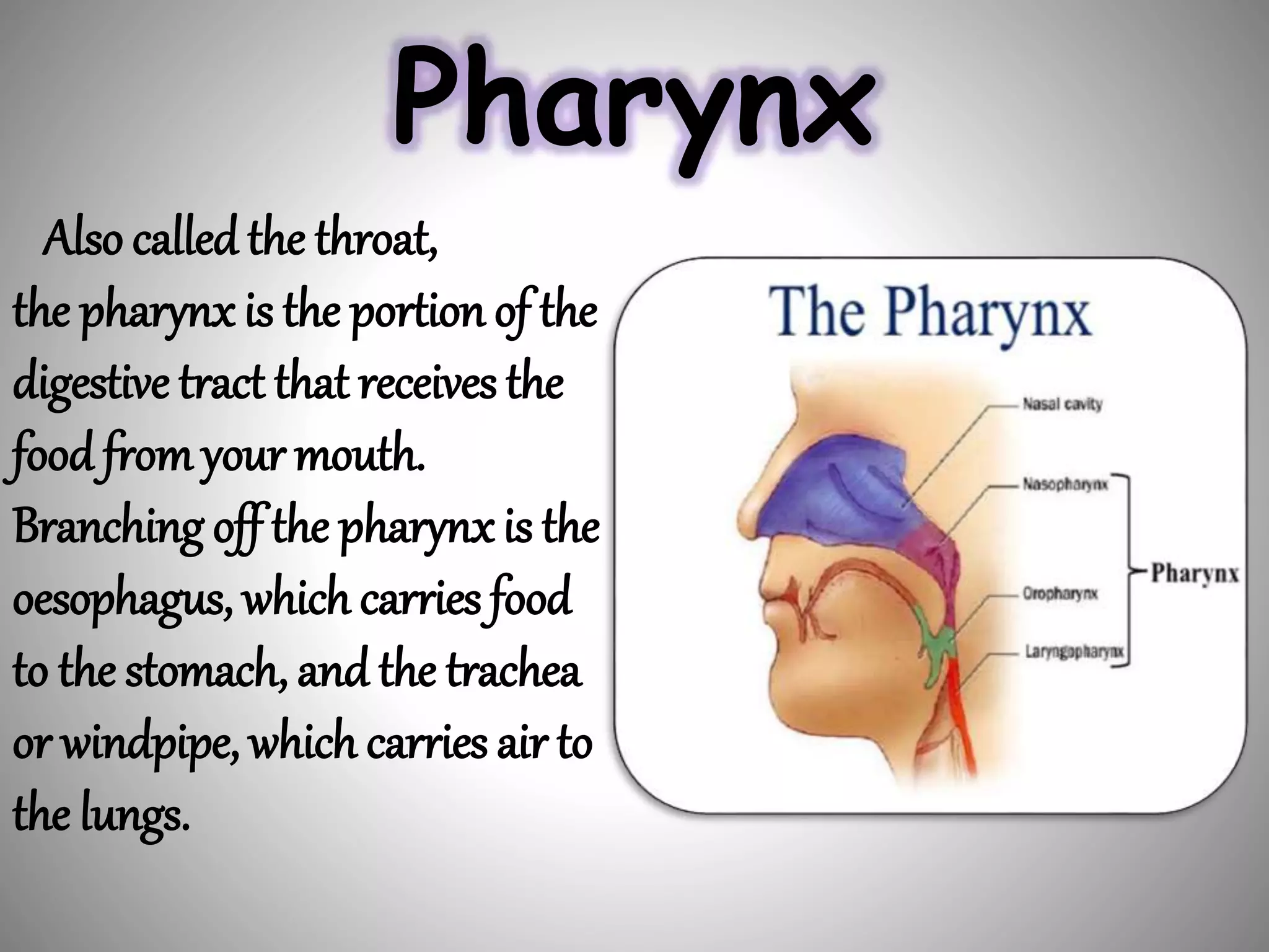 Pharynx
Also called the throat,
the pharynx is the portion of the
digestive tract that receives the
food from your mouth.
Branching off the pharynx is the
oesophagus, which carries food
to the stomach, and the trachea
or windpipe, which carries air to
the lungs.
 