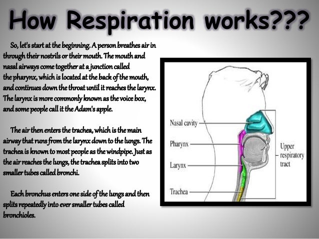 respiratory system how respiration works