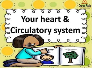 Your heart &
Circulatory system
 
