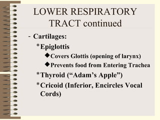 LOWER RESPIRATORY
TRACT continued
- Cartilages:
*Epiglottis
Covers Glottis (opening of larynx)
Prevents food from Entering Trachea
*Thyroid (“Adam’s Apple”)
*Cricoid (Inferior, Encircles Vocal
Cords)
 