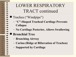 LOWER RESPIRATORY
TRACT continued
Trachea (“Windpipe”)
- “C”-Shaped Tracheal Cartilage Prevents
Collapse
- No Cartilage Posterior, Allows Swallowing
Bronchial Tree
- Branching Airway
- Carina (Ridge at Bifurcation of Trachea)
- Supported by Cartilage
 