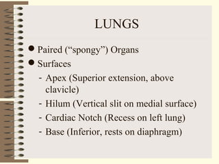 LUNGS
Paired (“spongy”) Organs
Surfaces
- Apex (Superior extension, above
clavicle)
- Hilum (Vertical slit on medial surface)
- Cardiac Notch (Recess on left lung)
- Base (Inferior, rests on diaphragm)
 