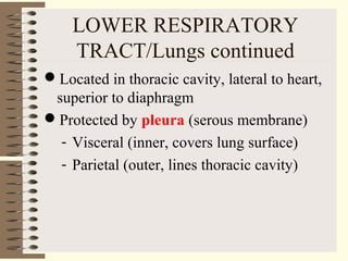 LOWER RESPIRATORY
TRACT/Lungs continued
Located in thoracic cavity, lateral to heart,
superior to diaphragm
Protected by pleura (serous membrane)
- Visceral (inner, covers lung surface)
- Parietal (outer, lines thoracic cavity)
 