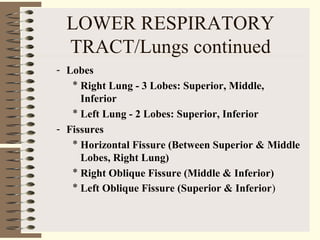 LOWER RESPIRATORY
TRACT/Lungs continued
- Lobes
* Right Lung - 3 Lobes: Superior, Middle,
Inferior
* Left Lung - 2 Lobes: Superior, Inferior
- Fissures
* Horizontal Fissure (Between Superior & Middle
Lobes, Right Lung)
* Right Oblique Fissure (Middle & Inferior)
* Left Oblique Fissure (Superior & Inferior)
 